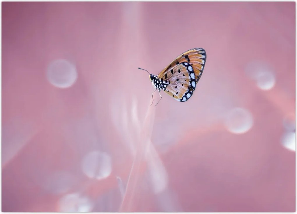 Tablou - Fluturele (70x50 cm)