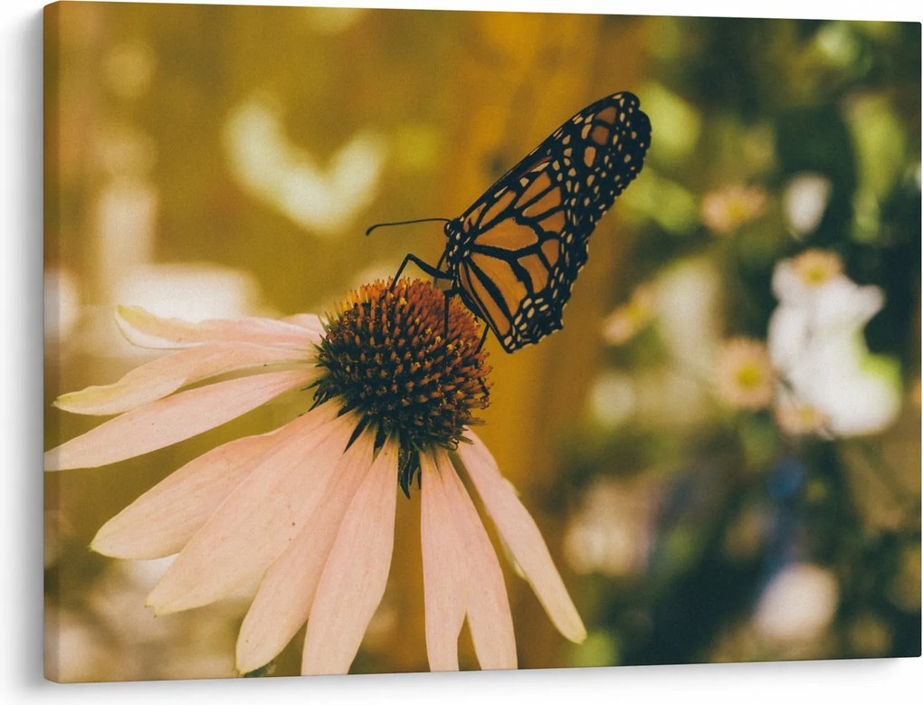 Tablou cu fluture pe floare (70x50 cm)