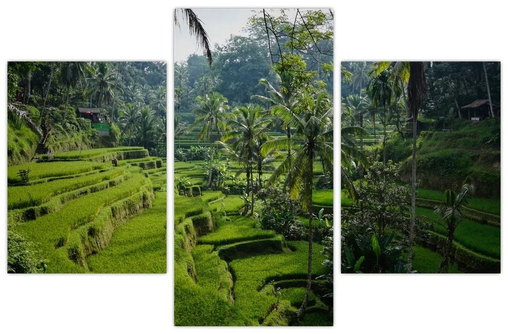 Tablou cu terasele cu orez Tegalalang, Bali (90x60 cm)
