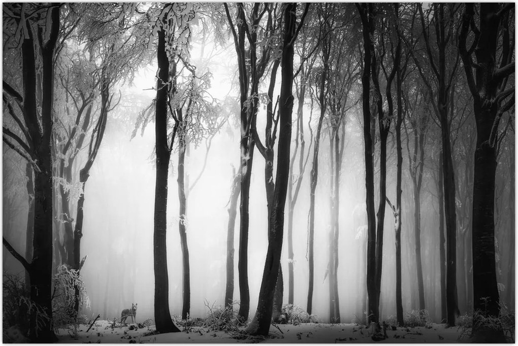 Tablou - Lup în pădurea întunecată (90x60 cm)