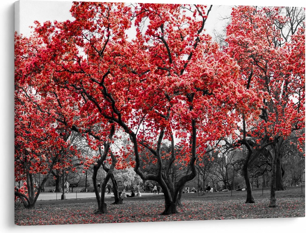 Tablou - Copacii roșii, Central Park, New York (70x50 cm)