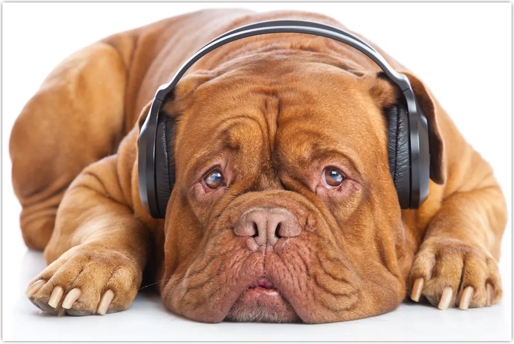 Tablou câinele cu căști (90x60 cm)