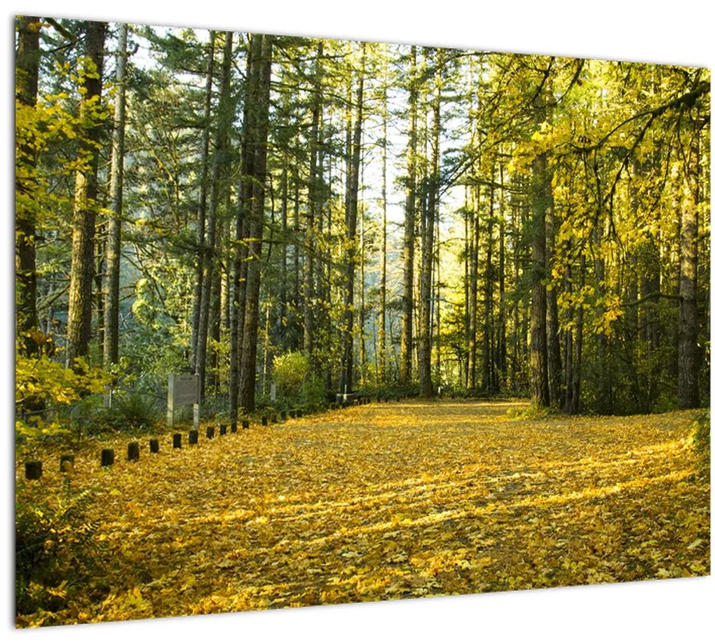 Tablou pe sticlă - pădurea toamna (70x50 cm)