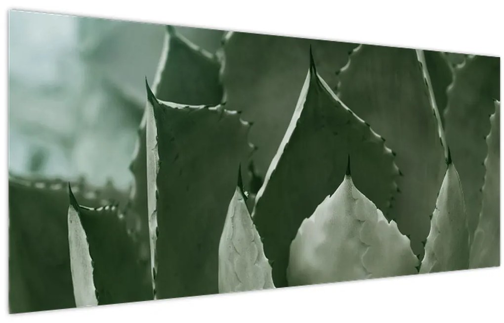 Tablou - Agave verde (120x50 cm)
