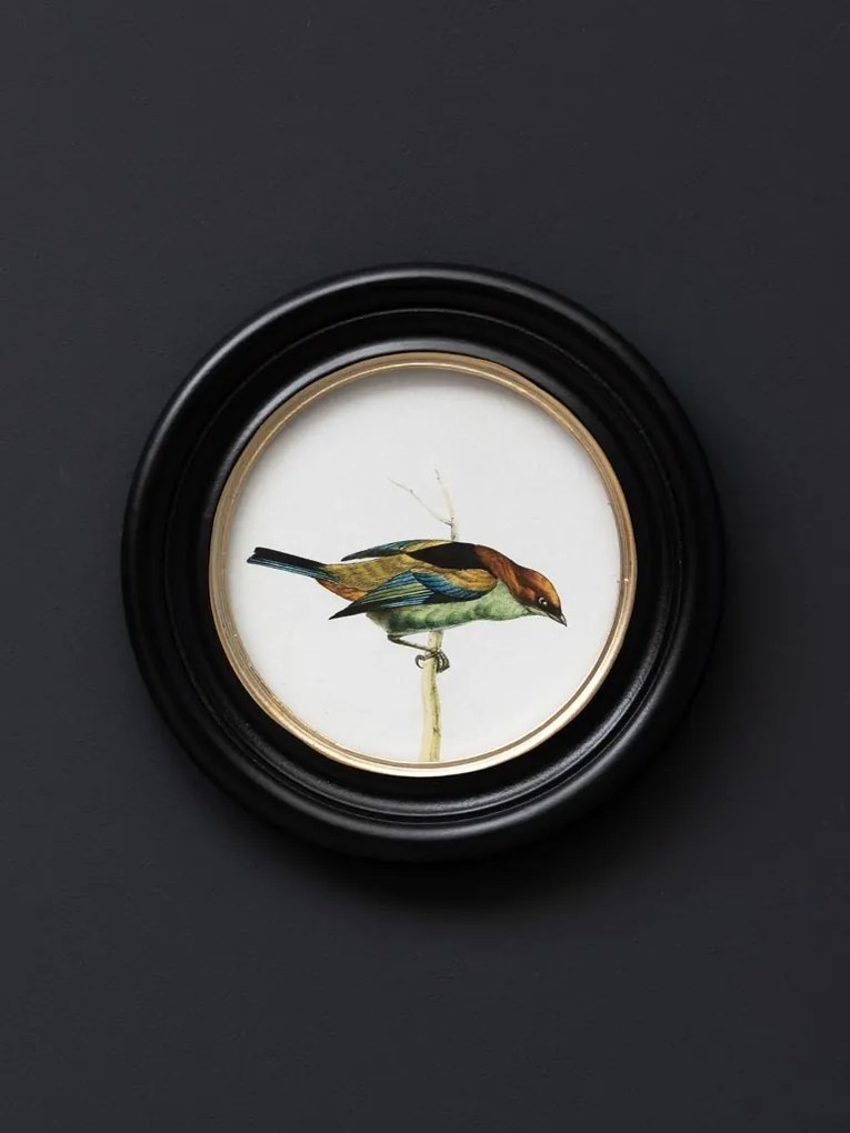 Set 3 tablouri, Colored Birds
