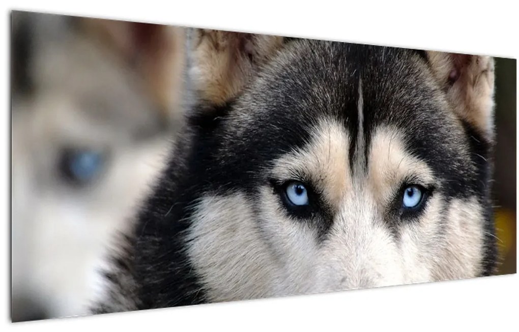 Tablou cu câinele husky (120x50 cm)