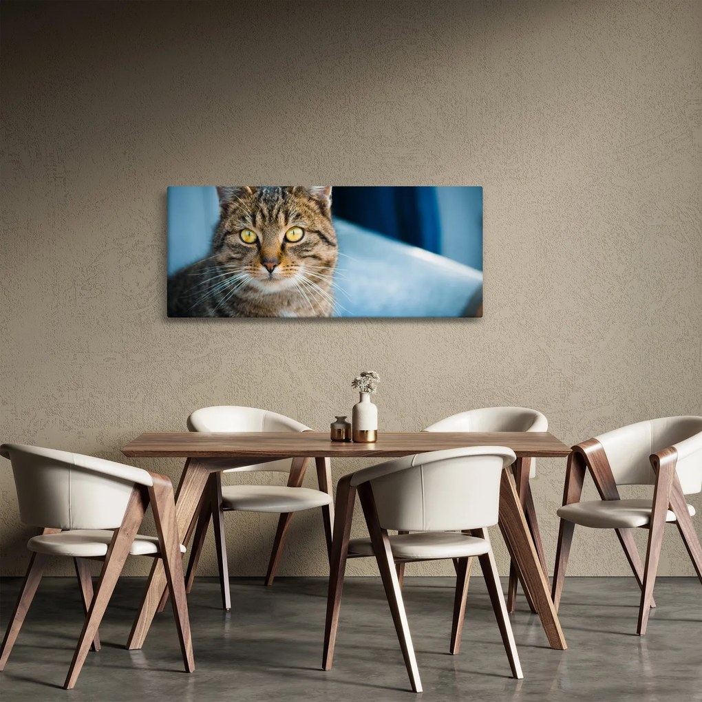 Tablou - Pisica domestică (120x50 cm)