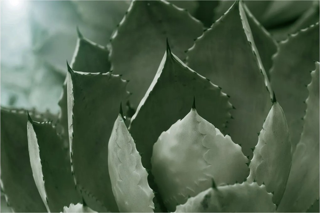 Tablou - Agave verde (90x60 cm)