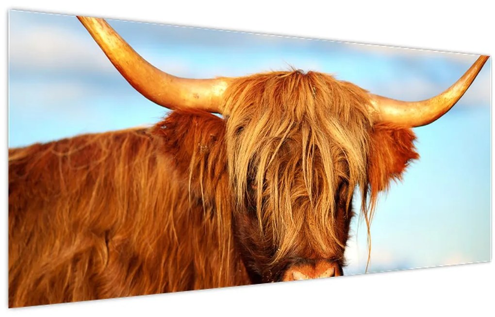Tablou - Vacă scoțiană (120x50 cm)