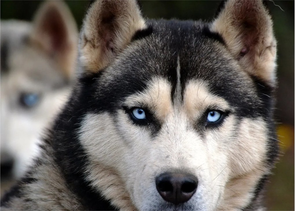 Tablou pe sticlă cu câinele husky (70x50 cm)