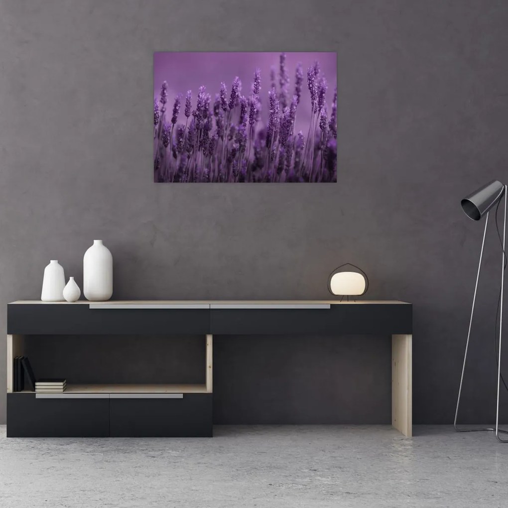 Tablou - Lavanda (70x50 cm)