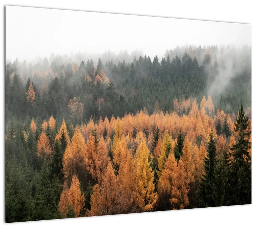 Tablou pe sticlă - Pădure toamna (70x50 cm)