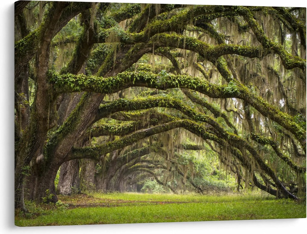 Tablou - Oaks Avenue, Charleston, Carolina de Sud, SUA (70x50 cm)