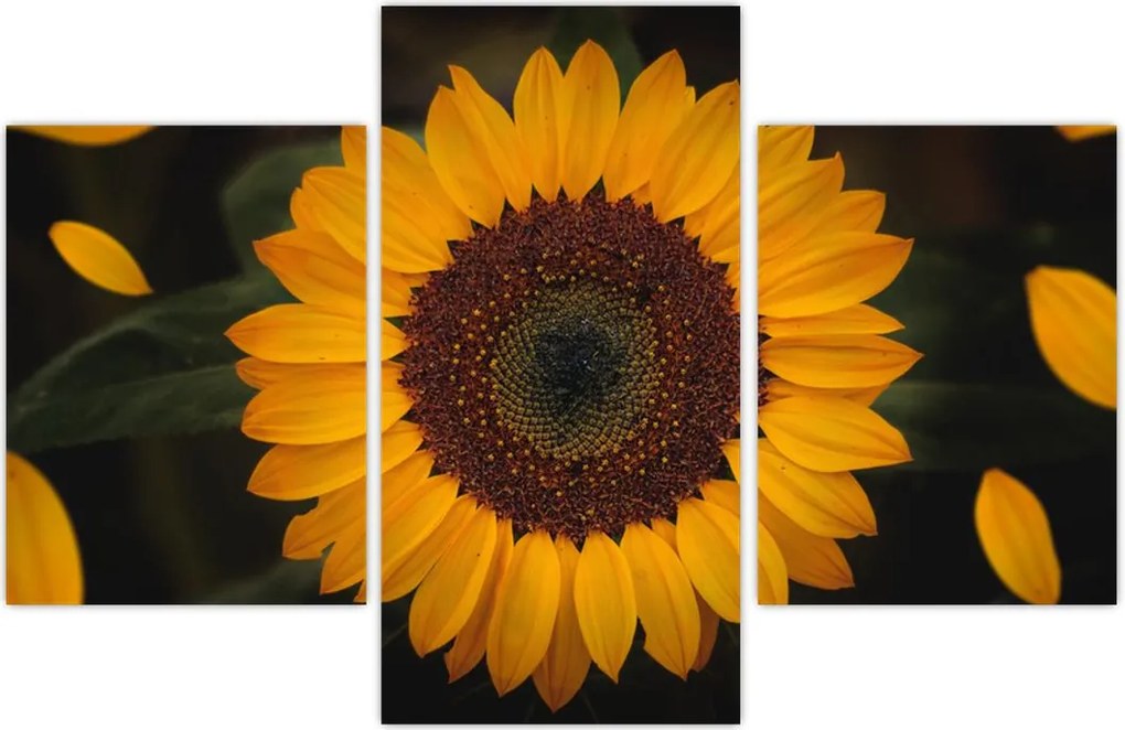 Tablou - Floarea soarelui și petale (90x60 cm)
