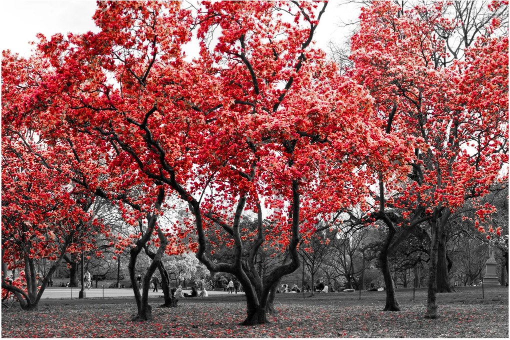 Tablou - Copacii roșii, Central Park, New York (90x60 cm)