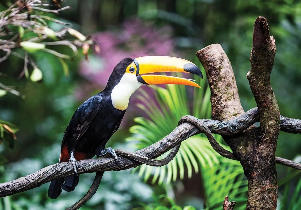 Fototapet - Tucan (254x184 cm)