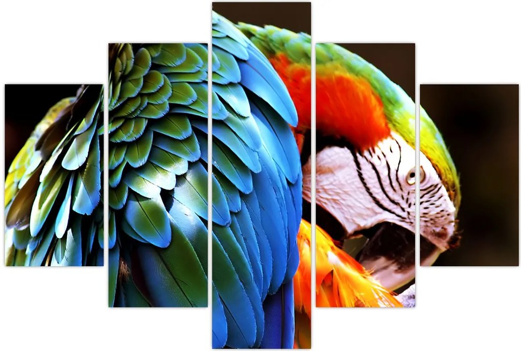 Tablou - Papagal (150x105 cm)