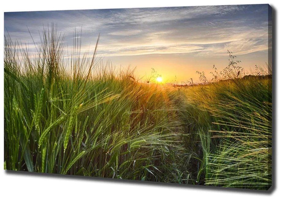 Print pe canvas Câmp de grâu