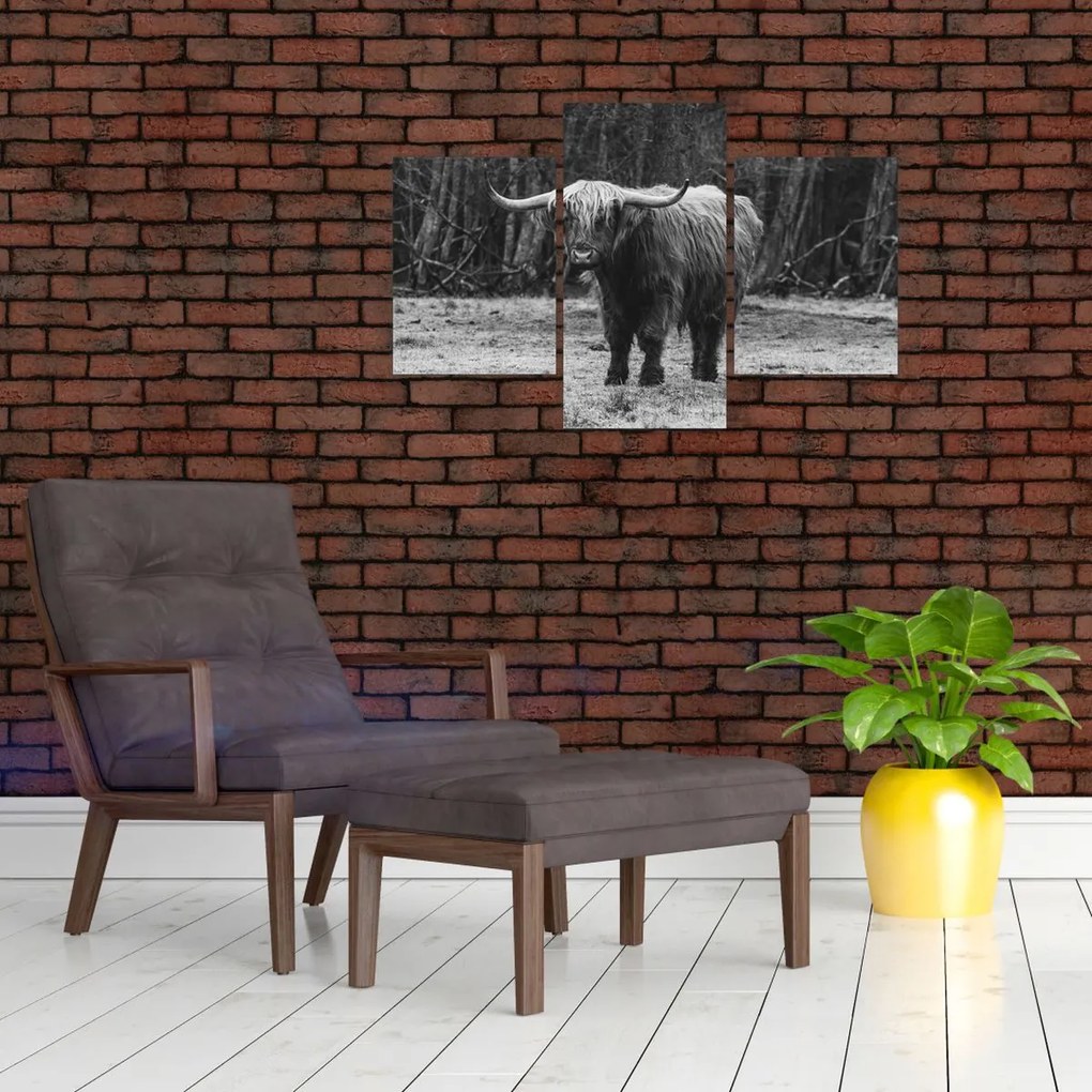 Tablou - Vacă scoțiană (90x60 cm)
