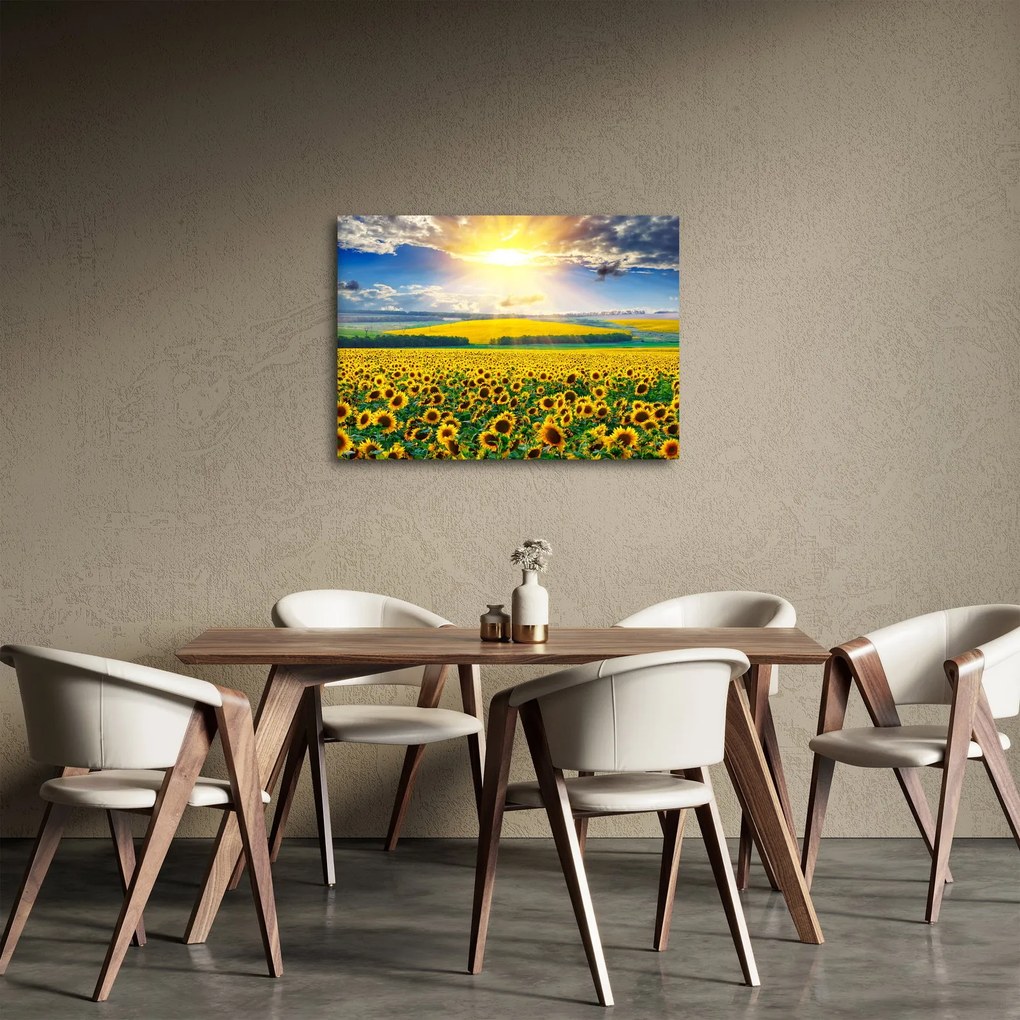 Tablou - Câmp cu floarea soarelui (70x50 cm)