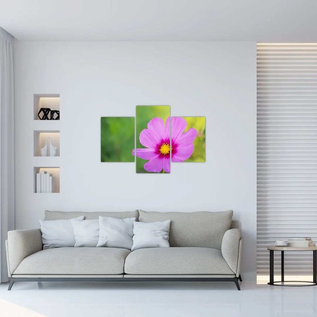 Tablou - floare de câmp (90x60 cm)