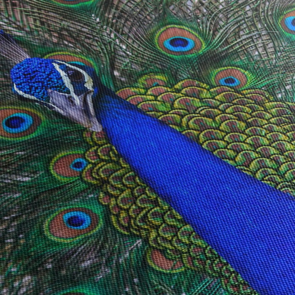 Tablou - Păun (70x50 cm)