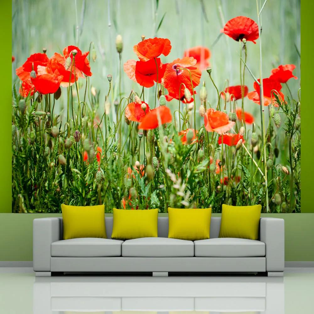 Fototapet Bimago - Field of red poppies + Adeziv gratuit 200x154 cm