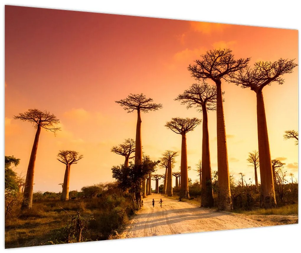 Tablou - Apus de soare pe Aleea Baobabilor (90x60 cm)