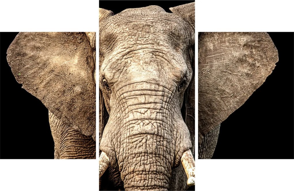 Tablou - Elefant african (90x60 cm)