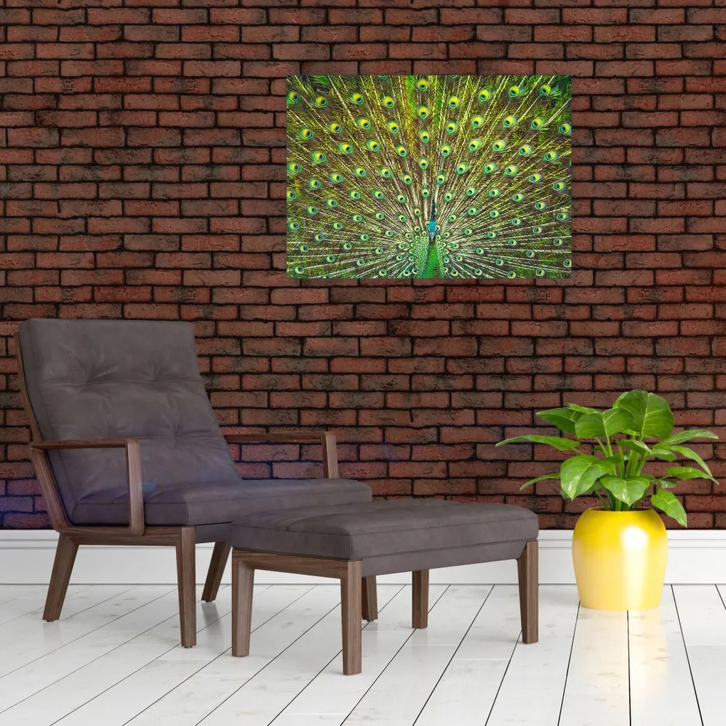 Tablou - Peacock (70x50 cm)