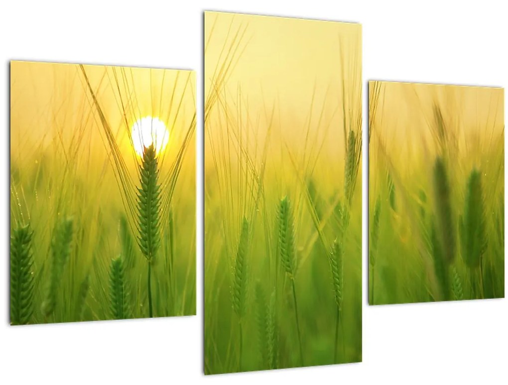 Tablou - Câmp cu cereale (90x60 cm)