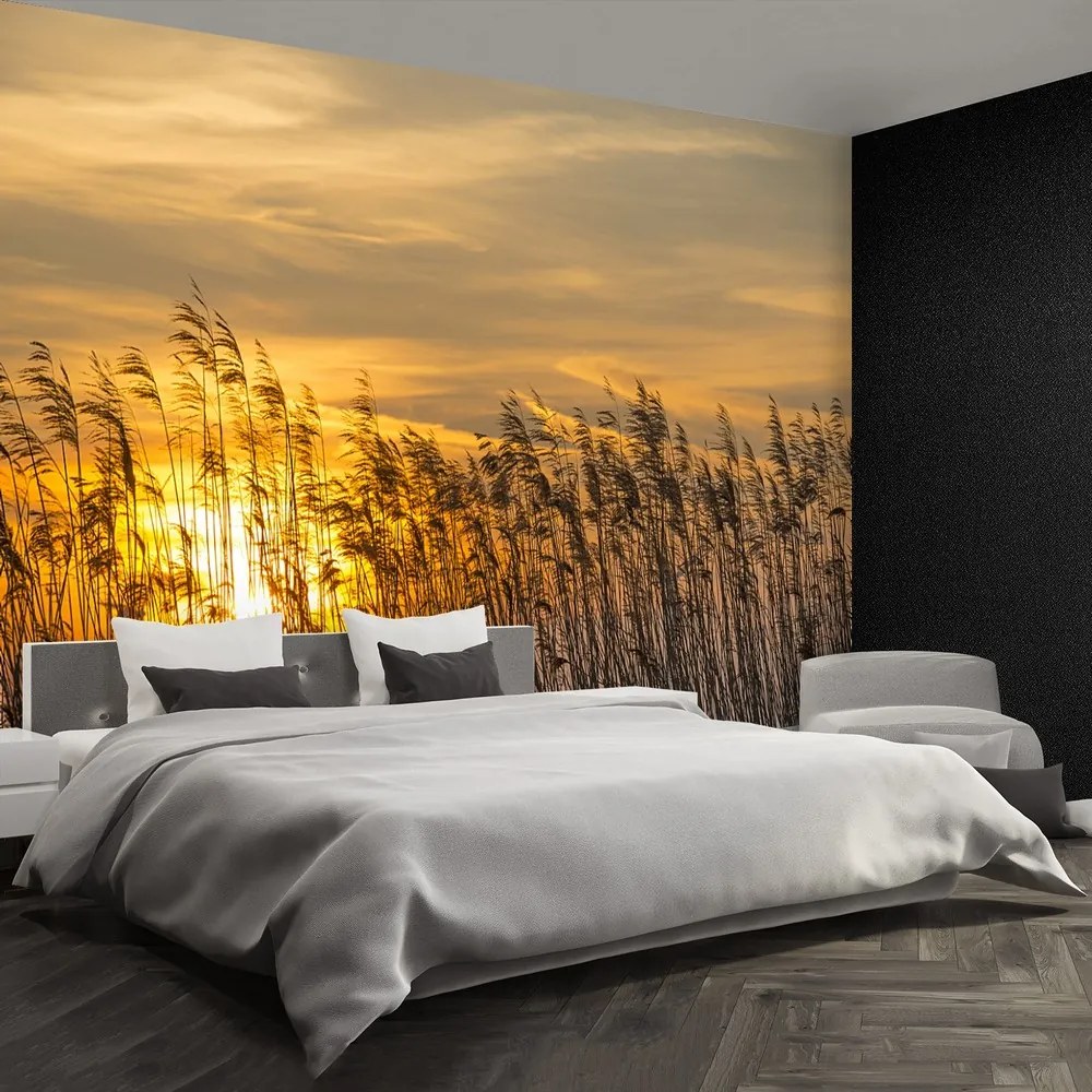 Fototapet Reed Sun