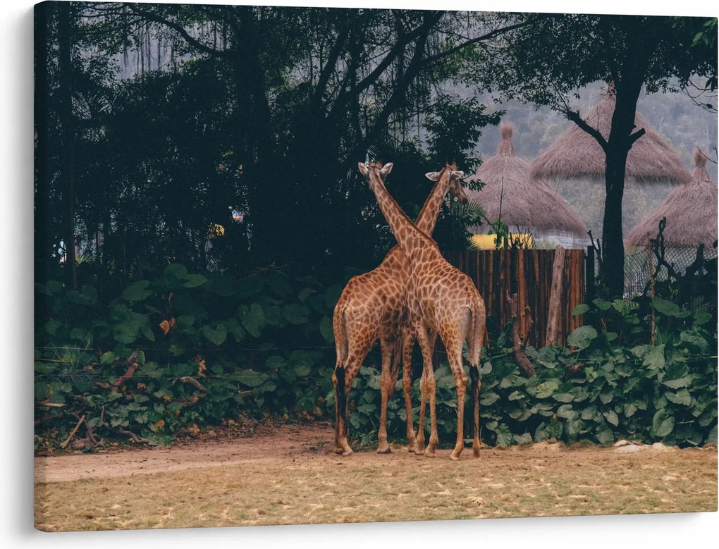 Tablou cu două girafe (70x50 cm)