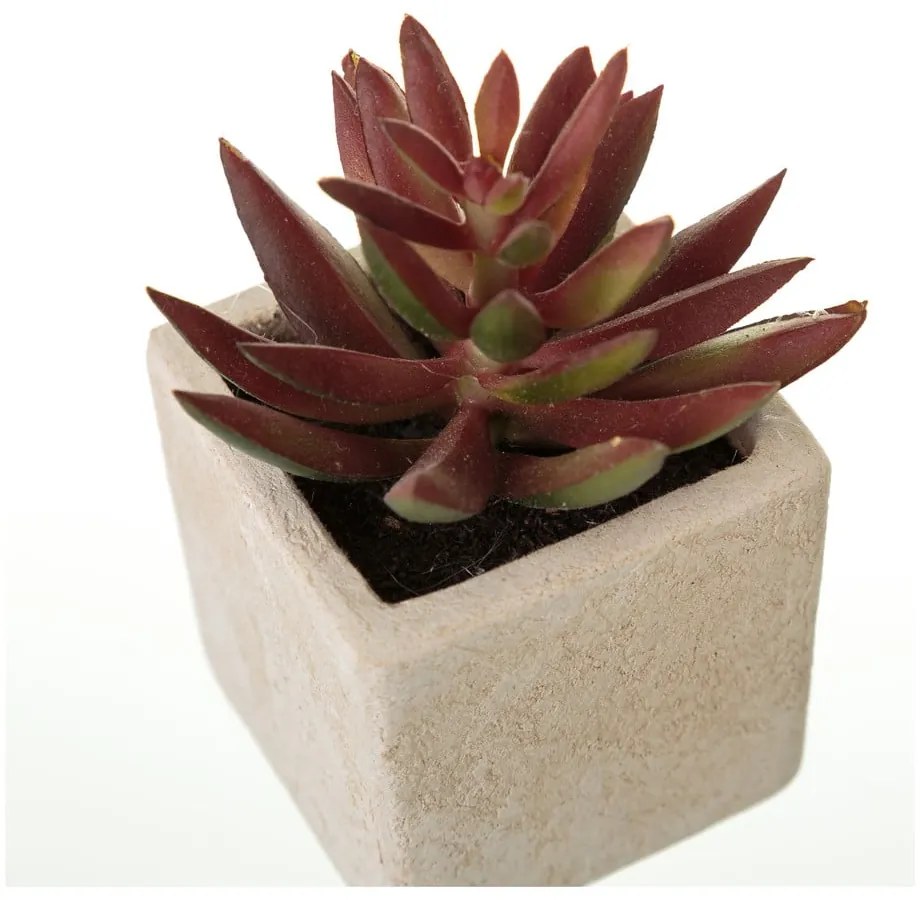 Plante artificiale 6 buc. (înălțime 9,5 cm) Cactus – Casa Selección
