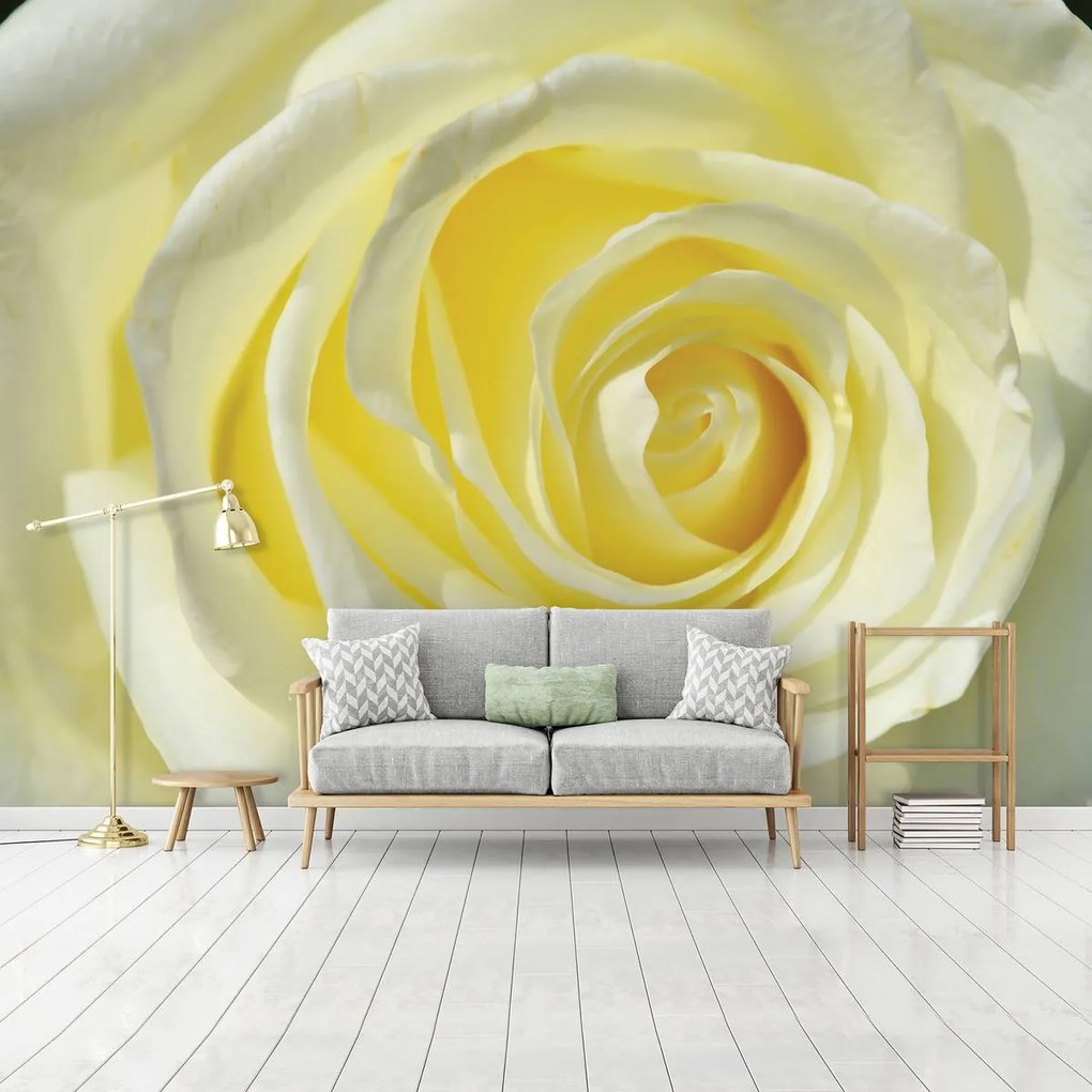Fototapet - Trandafir galben (152,5x104 cm)