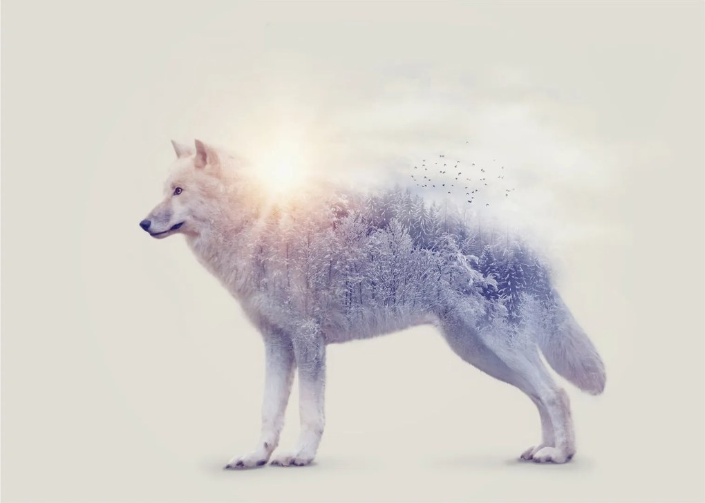 Tablou pe sticlă - Lupul arctic oglindit în peisaj sălbatic (70x50 cm)