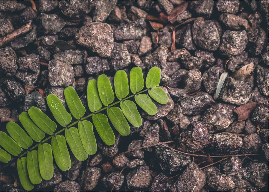 Tablou pe sticlă cu planta verde (70x50 cm)