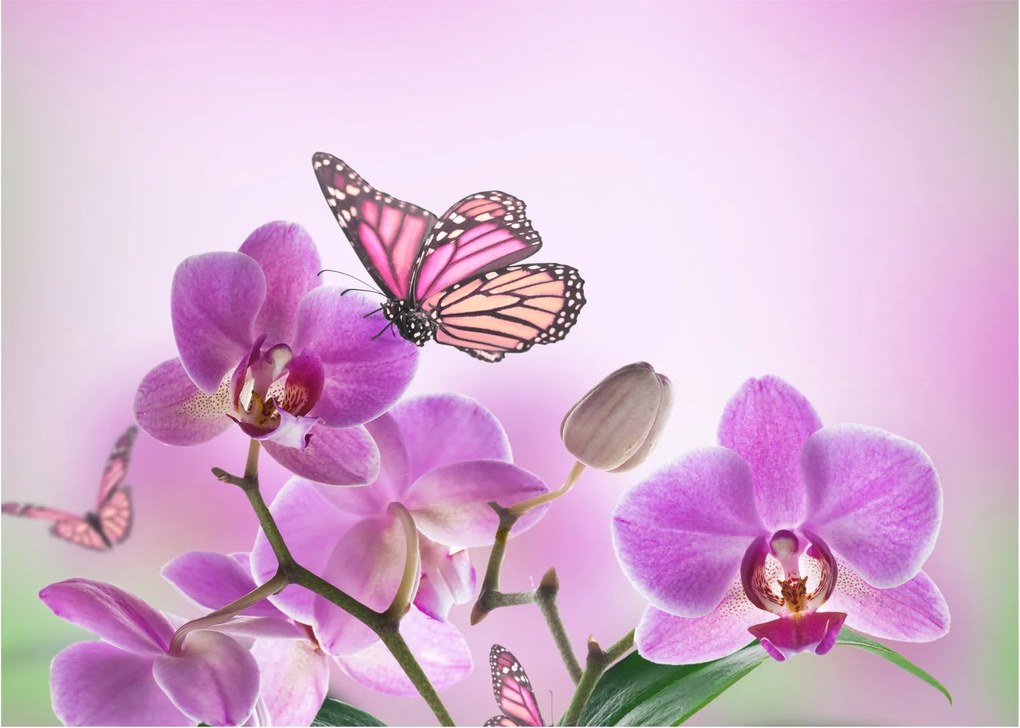 Tablou - Fluture pe flori de orhidee, liliac (70x50 cm)