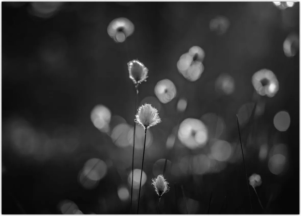 Tablou pe sticlă - Iarba de bumbac în pajiște (70x50 cm)