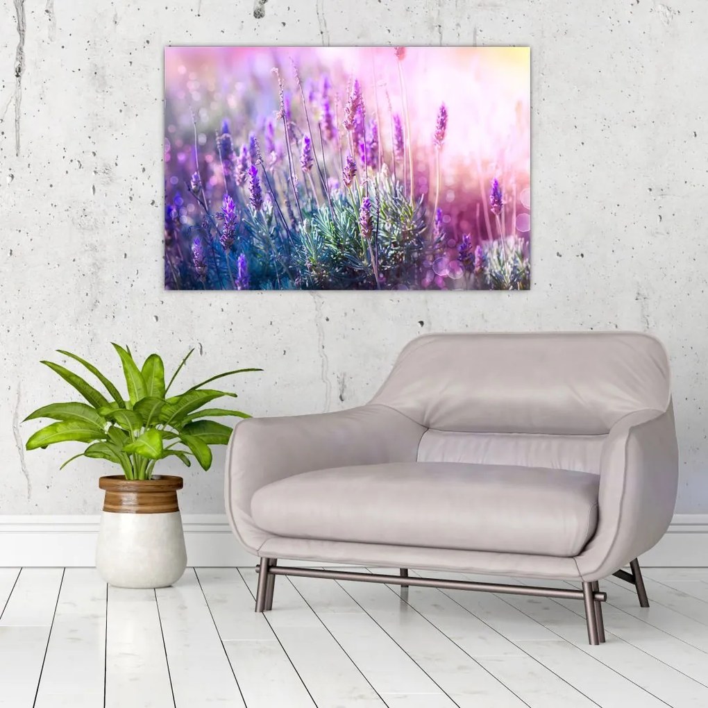 Tablou - Lavandă în strălucirea soarelui (90x60 cm)