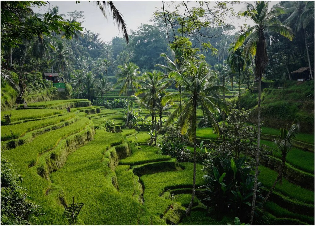 Tablou cu terasele cu orez Tegalalang, Bali (70x50 cm)