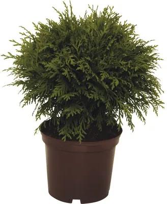 FloraSelf Thuja occidentalis 'Danica' H 15-20 cm Co 2 L