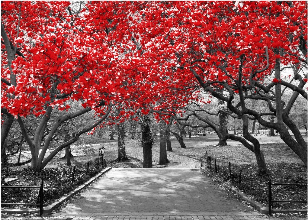 Tablou pe sticlă - Copaci roșii, Central Park, New York (70x50 cm)