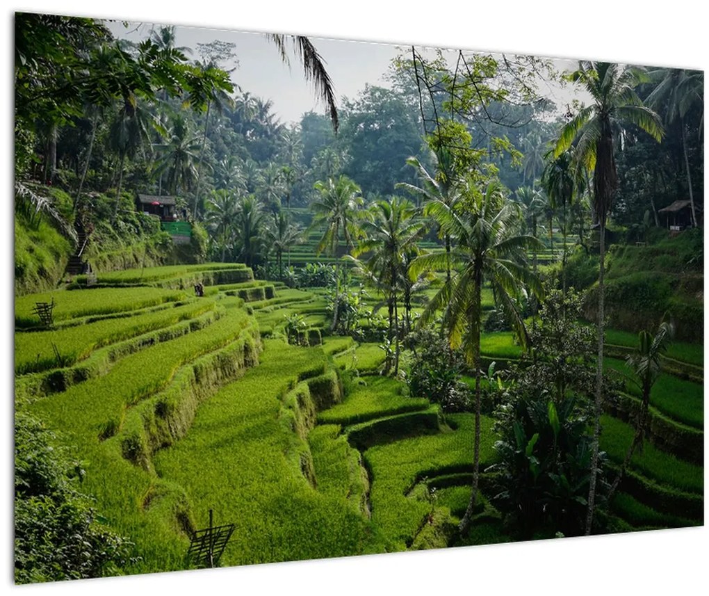 Tablou cu terasele cu orez Tegalalang, Bali (90x60 cm)