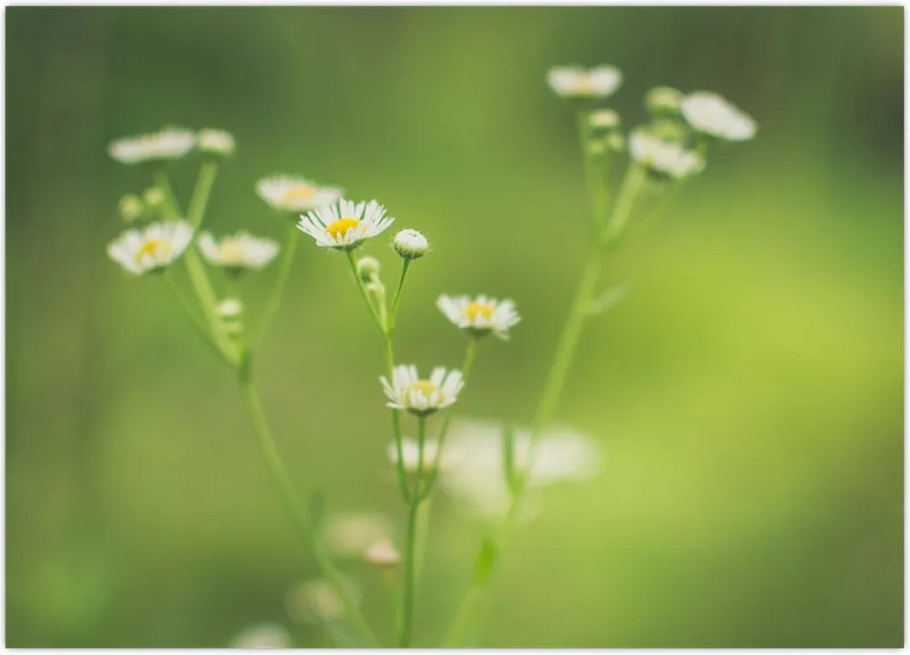 Tablou - Margarete (70x50 cm)