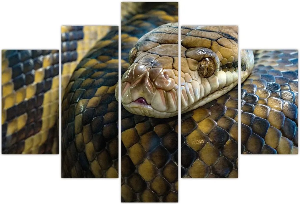 Tablou - Piton (150x105 cm)