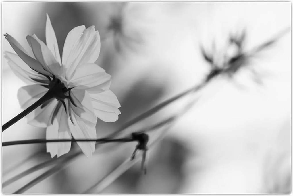 Tablou - Flori alb-negru (90x60 cm)