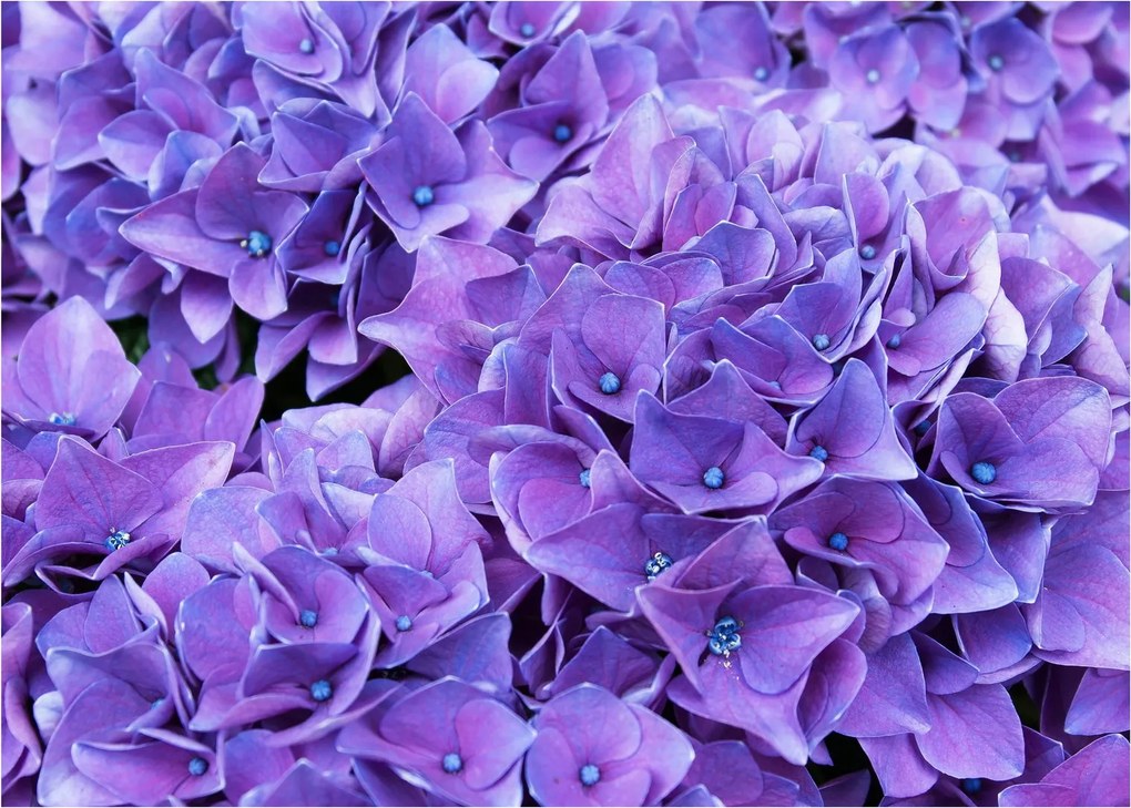 Tablou cu flori violete (70x50 cm)
