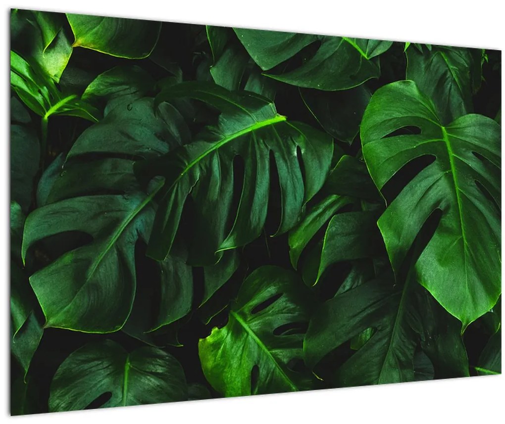 Tablou cu frunze Monstery (90x60 cm)