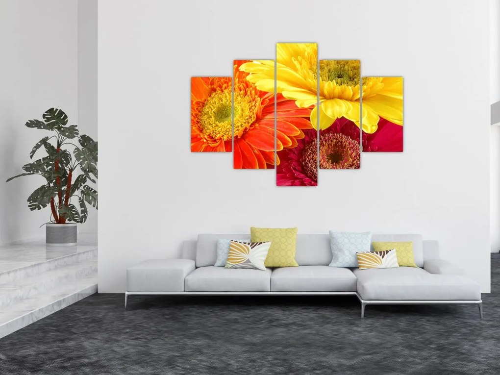 Tablou - Flori Gerbery (150x105 cm)